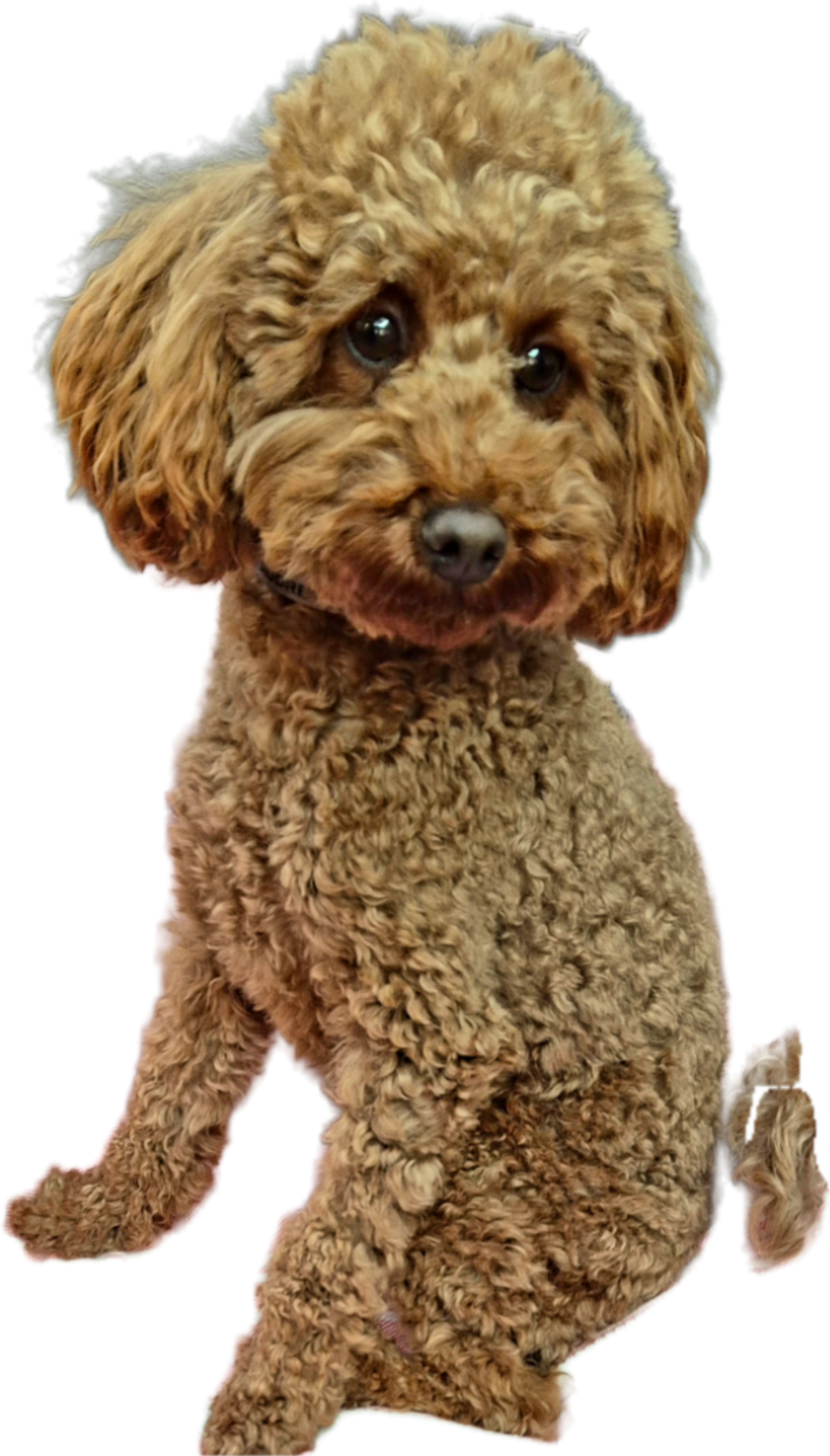 Pawsome therapy poodle portrait
